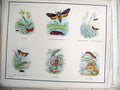 Original Old Antique Print Moth 0