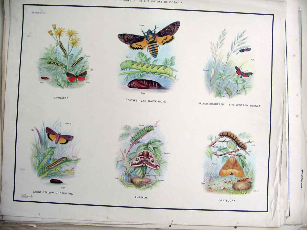Original Old Antique Print Moth 0