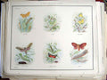 Original Old Antique Print Moths