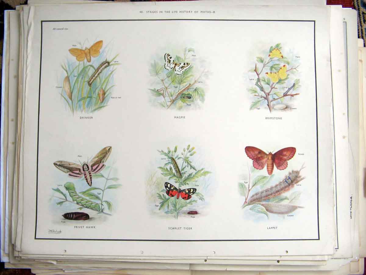 Original Old Antique Print Moths