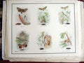 Original Old Antique Print Moths *1