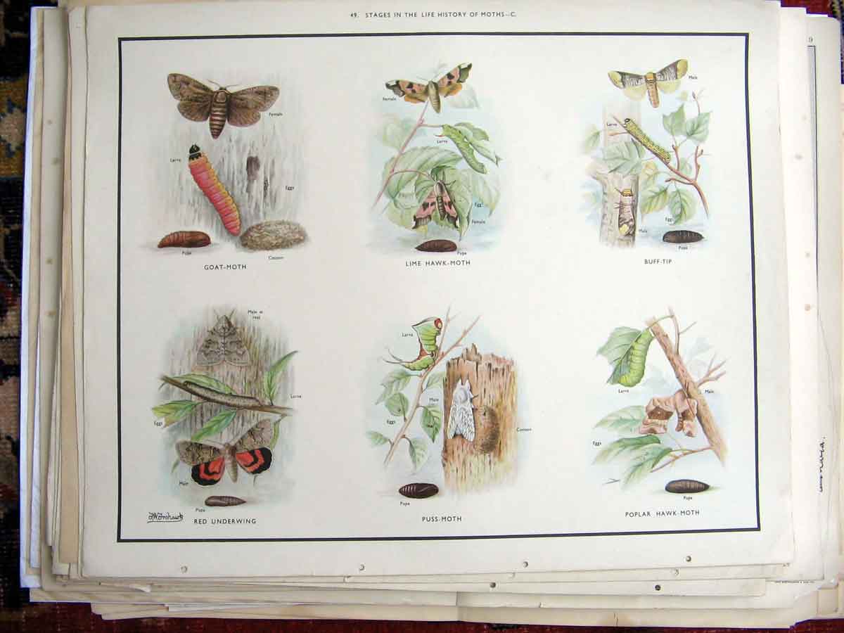 Original Old Antique Print Moths *1