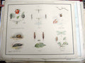 Original Old Antique Print Garden Slug Fly Spider 0