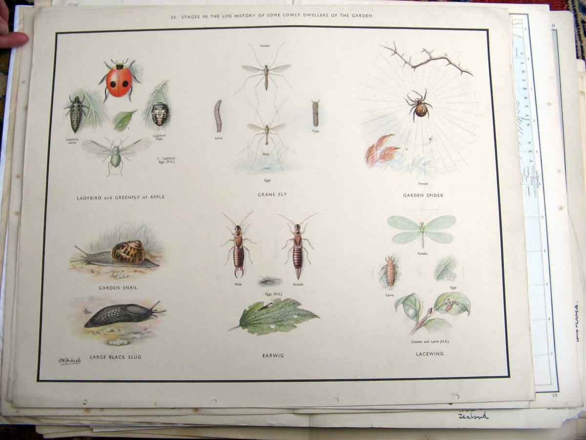 Original Old Antique Print Garden Slug Fly Spider 0