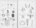 Original Old Antique Print Ref.324