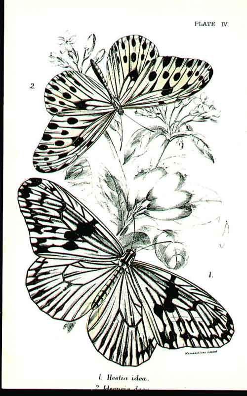 Original Old Antique Print H/C Butterflies By Kirby 1896 Plate6 Victorian
