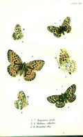 Original Old Antique Print H/C Butterflies By Kirby 1896 *3 Ref.2Victorian