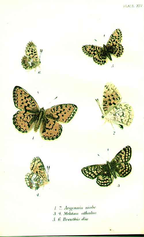 Original Old Antique Print H/C Butterflies By Kirby 1896 *3 Ref.2Victorian