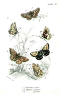 Original Old Antique Print H/C Butterflies By Kirby 1896 *4 19th