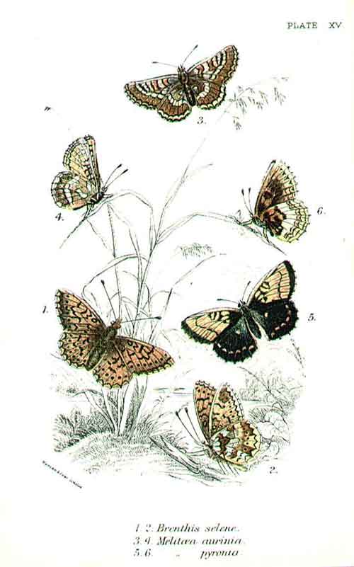 Original Old Antique Print H/C Butterflies By Kirby 1896 *4 19th