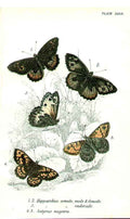 Original Old Antique Print H/C Butterflies By Kirby 1896 *8 19th
