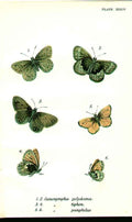 Original Old Antique Print H/C Butterflies By Kirby 1896 *7 19th
