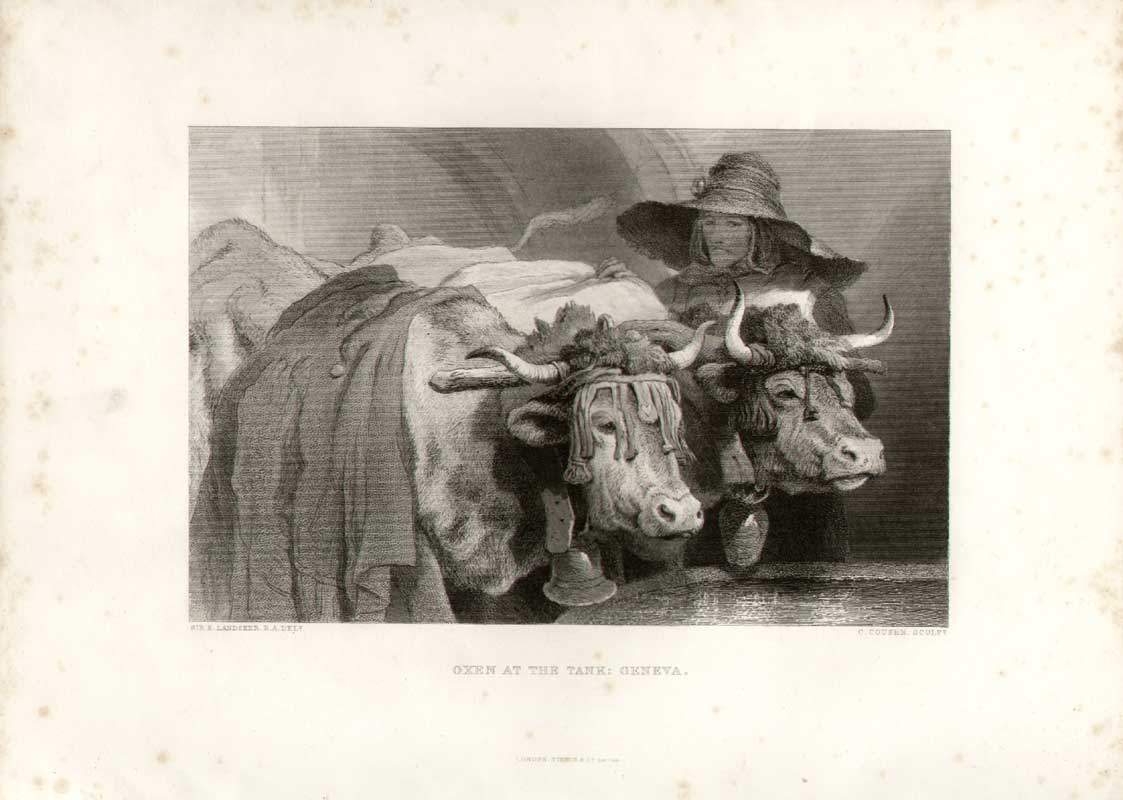 Original Old Antique Print Landseer Oxen At The Tank; Geneva 0
