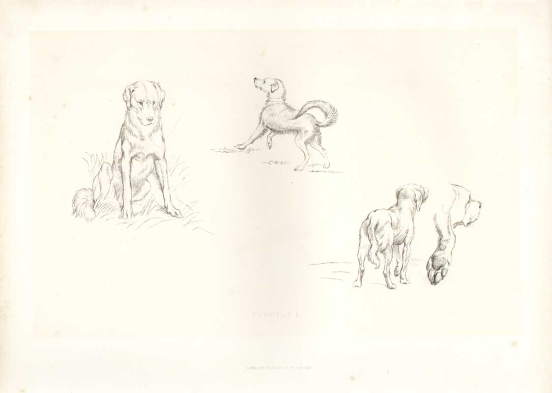 Original Old Antique Print Landseer Works Example I Dogs