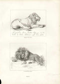 Original Old Antique Print Landseer I..Senegal Lion 1811 19th