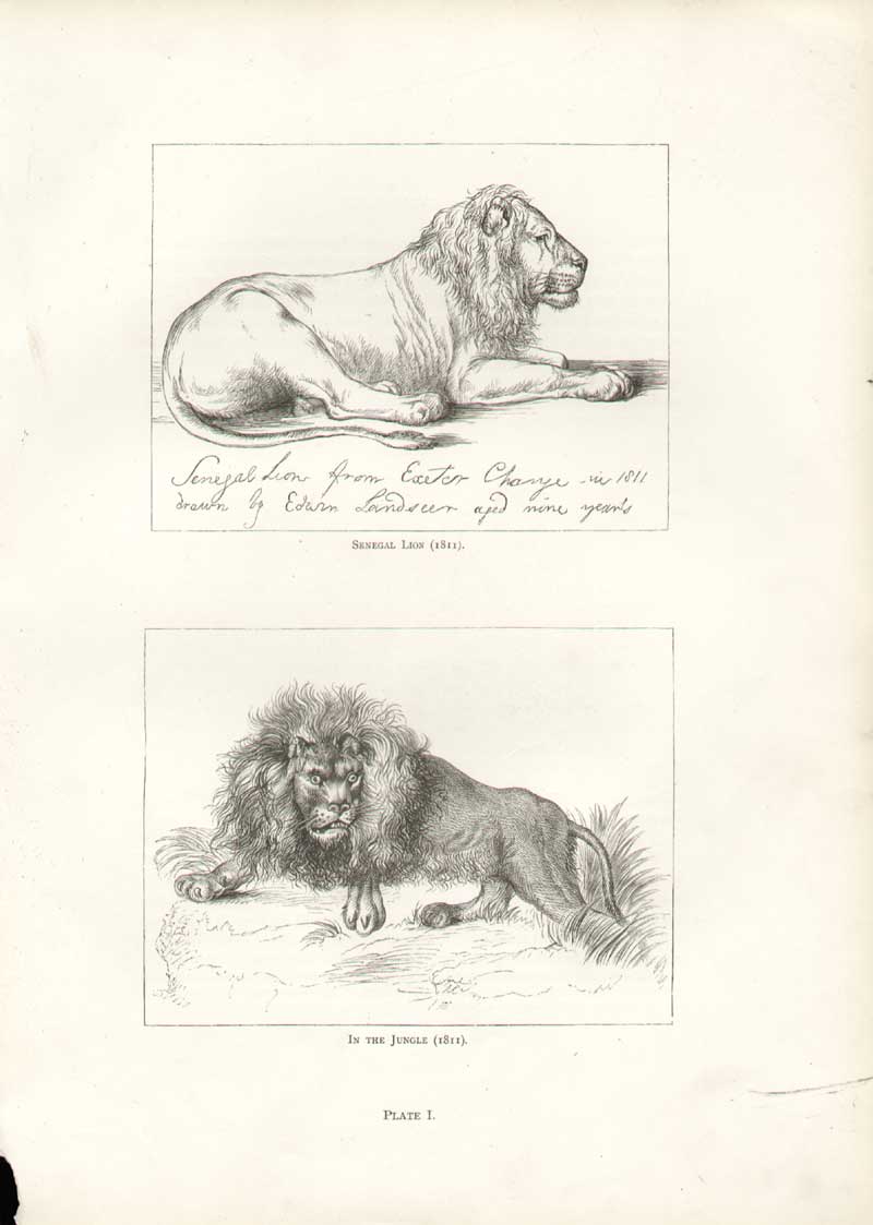 Original Old Antique Print Landseer I..Senegal Lion 1811 19th