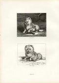 Original Old Antique Print Landseer 10.. Vixen 1821 Vixen 1824 Dog