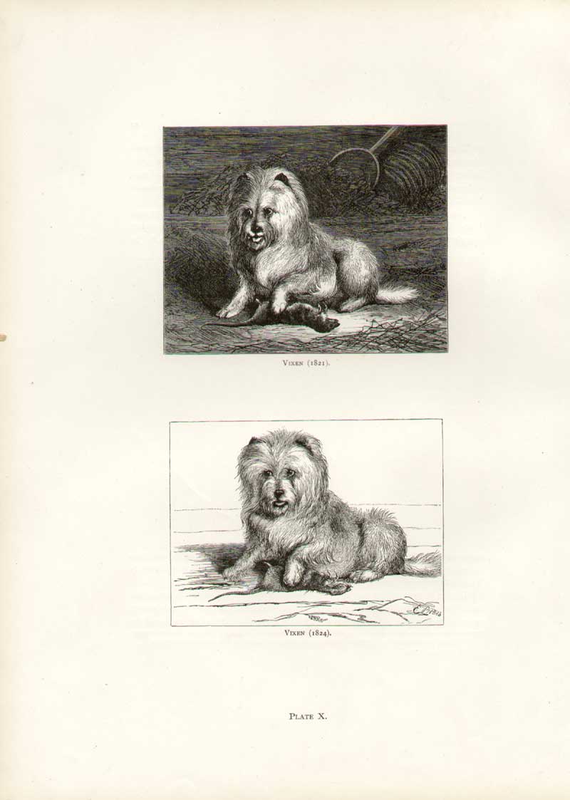 Original Old Antique Print Landseer 10.. Vixen 1821 Vixen 1824 Dog