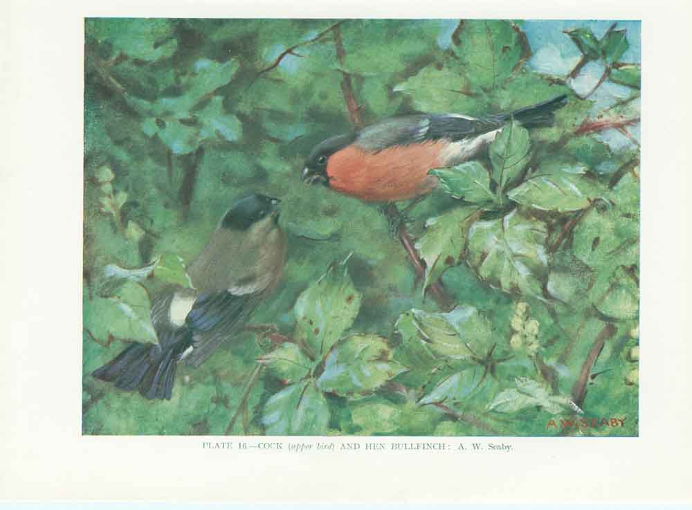 Original Old Vintage Print Bulfinches 70Yr Bird 1932 A