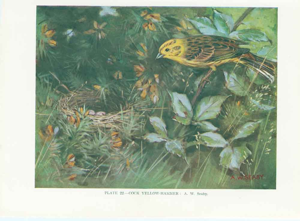 Original Old Vintage Print Cock Yellow Hammer Bird 1932 A 20th Century