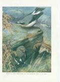 Original Old Vintage Print Cock Wheater Bird 1932 A 20th Century