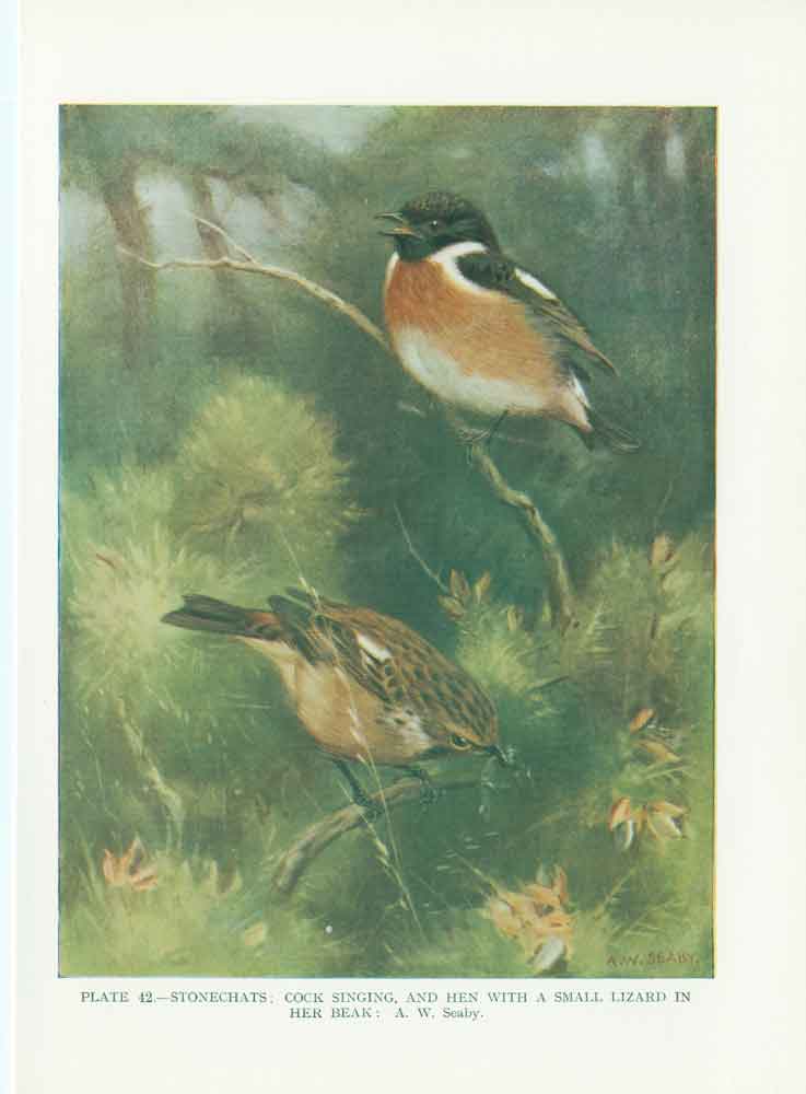 Original Old Vintage Print Stonechats 70Yr Bird 1932 A