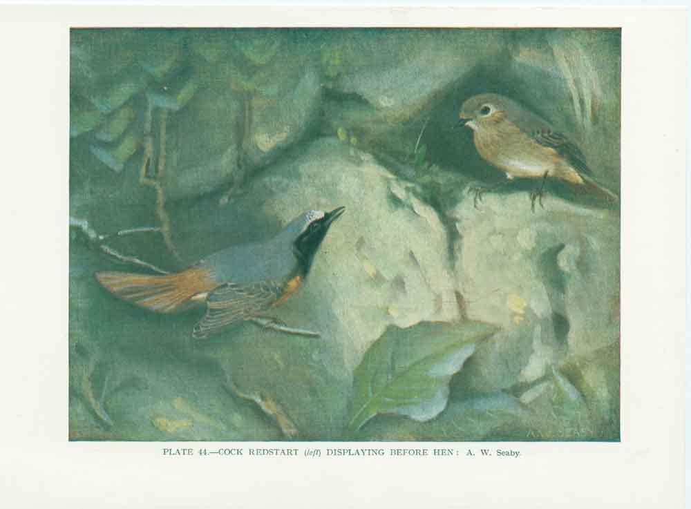 Original Old Vintage Print Redstart 70Yr Bird 1932 A