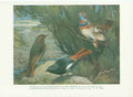 Original Old Antique Print Blackstarts Bluethroats Bird A