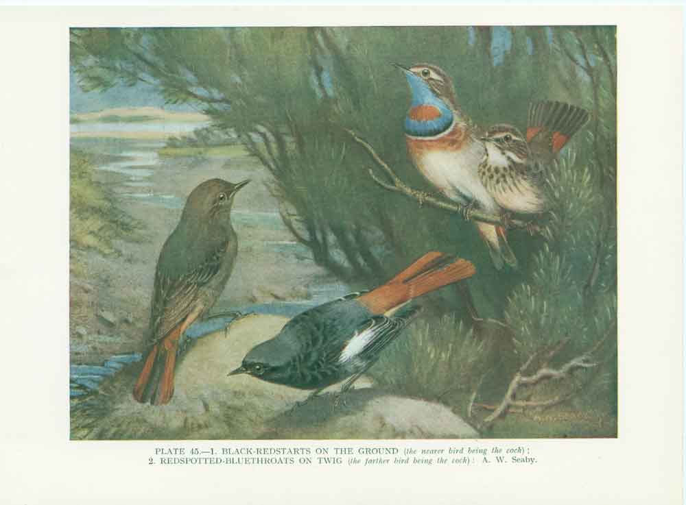 Original Old Antique Print Blackstarts Bluethroats Bird A
