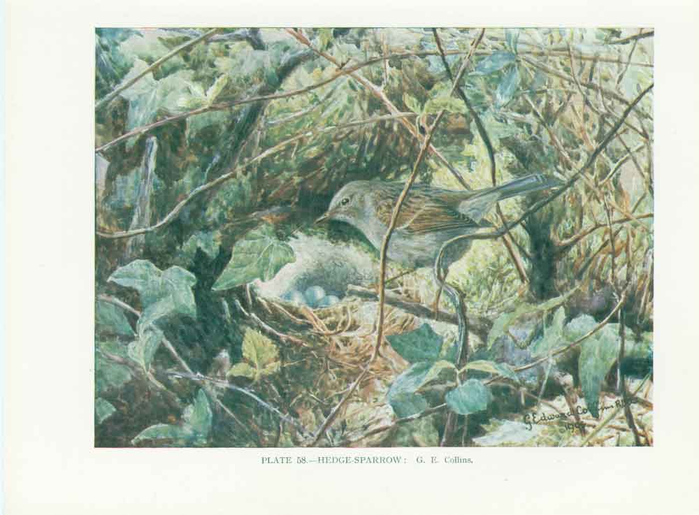 Original Old Vintage Print Hedge Sparrow Bird 1932 A 20th Century