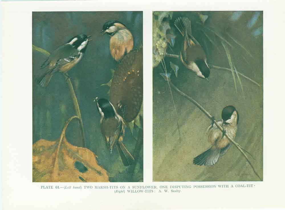 Original Old Vintage PrintTits 70Yr Bird 1932 A