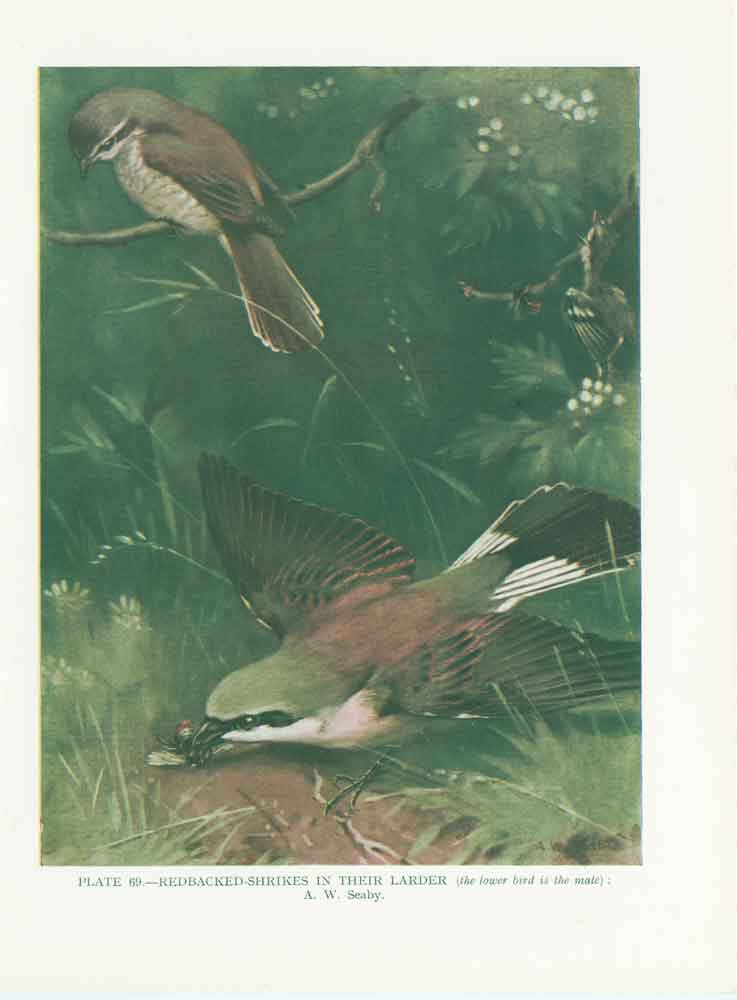 Original Old Vintage Print Redbacked Shrikes Bird 1932 A 20th Century