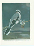 Original Old Vintage Print Grey Shrike 70Yr Bird 1932 A