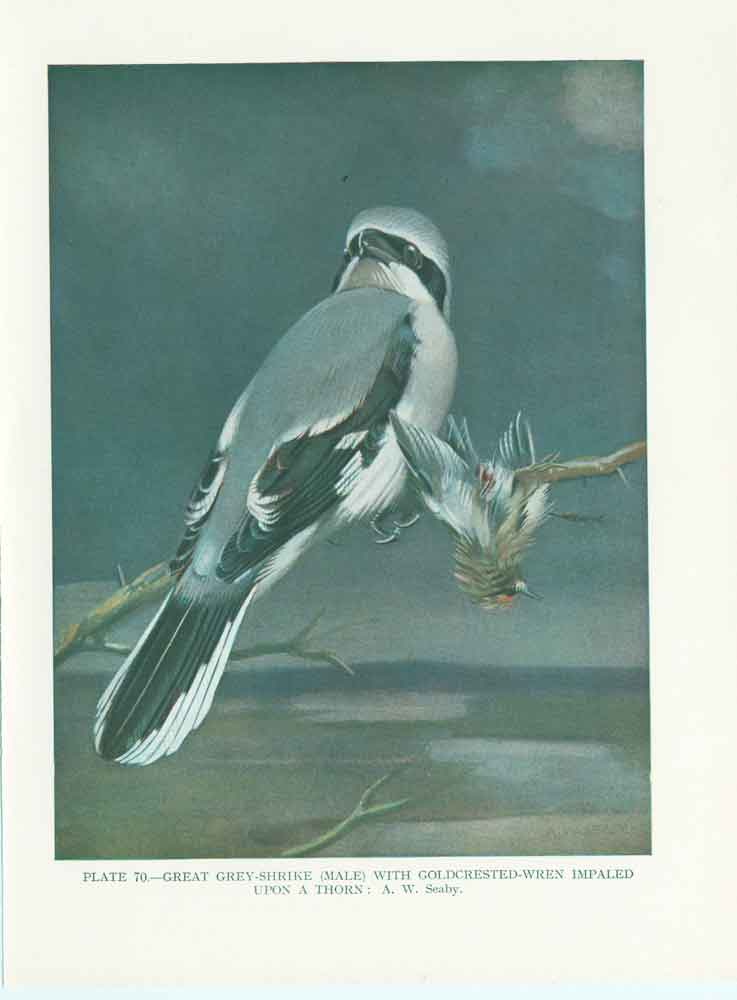 Original Old Vintage Print Grey Shrike 70Yr Bird 1932 A