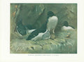 Original Old Vintage Print Razorbills 70Yr Bird 1932 A