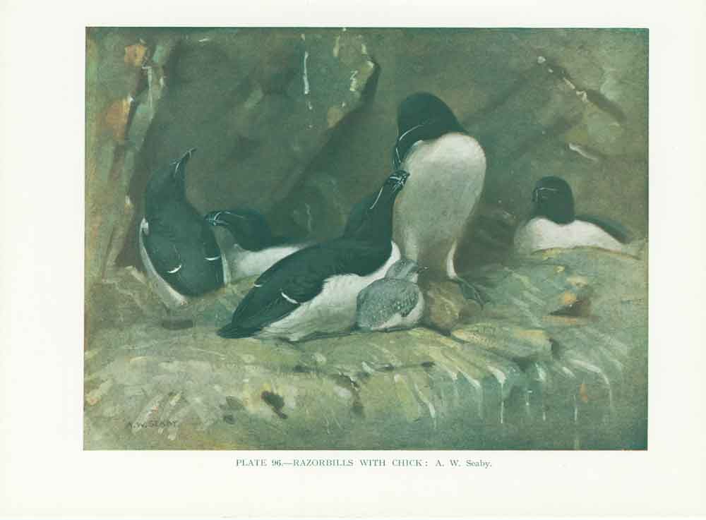 Original Old Vintage Print Razorbills 70Yr Bird 1932 A