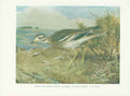 Original Old Vintage Print Stone Curlew 70Yr Bird 1932 A