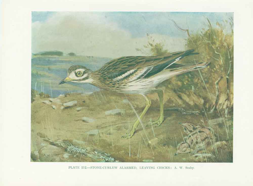 Original Old Vintage Print Stone Curlew 70Yr Bird 1932 A