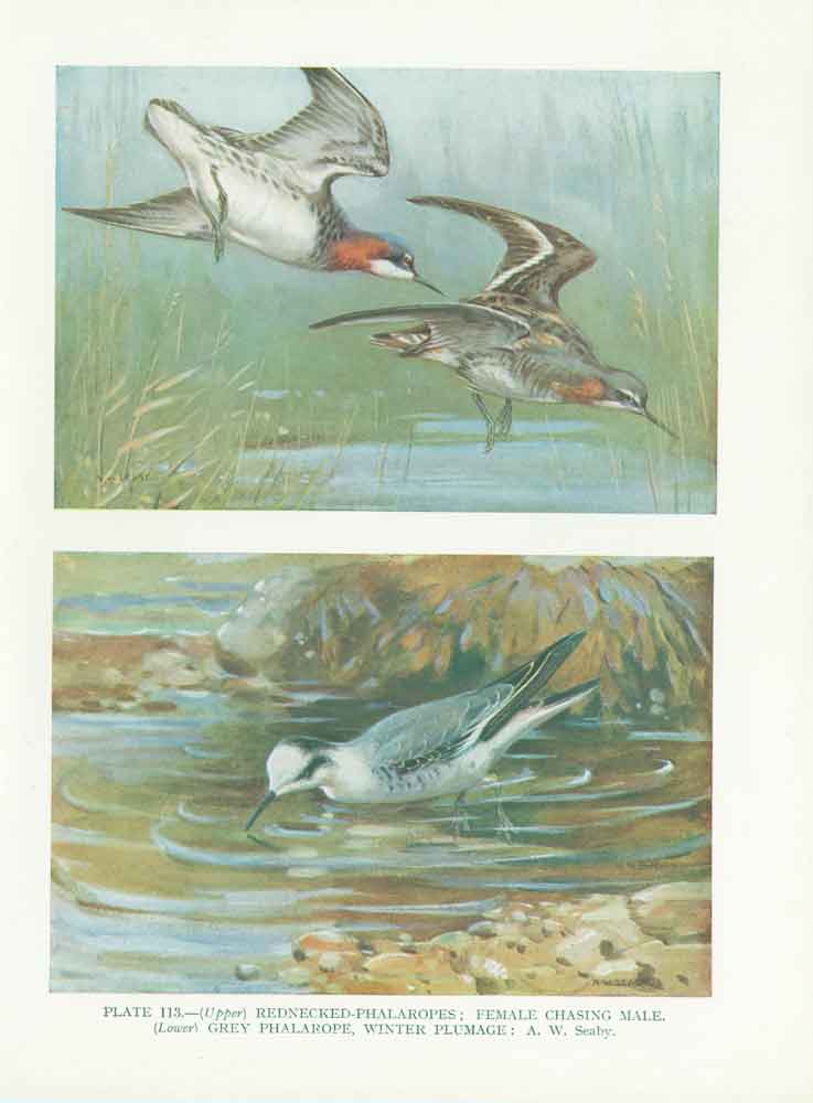 Original Old Vintage Print Phalaropes 70Yr Bird 1932 A