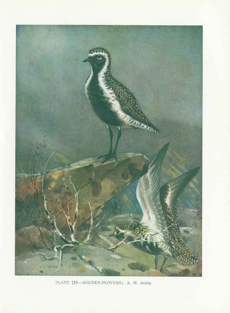 Original Old Vintage Print Gen Plovers Bird 1932 A 20th Century