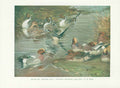 Original Old Vintage Print Wigeon Pintails Bird 1932 A 20th Century