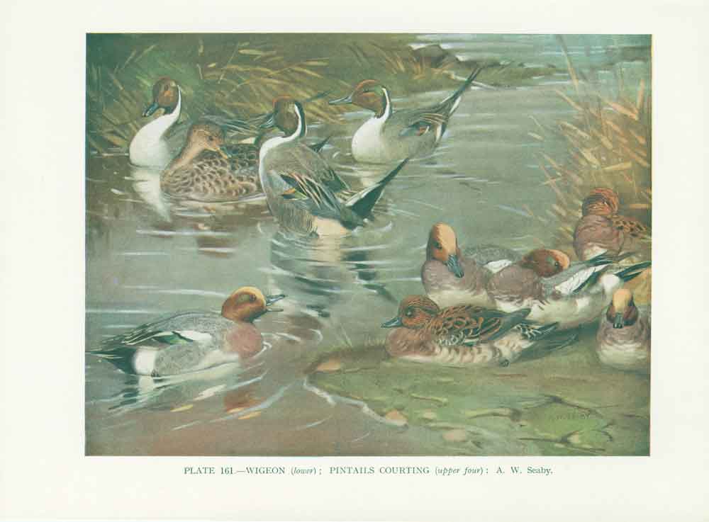 Original Old Vintage Print Wigeon Pintails Bird 1932 A 20th Century