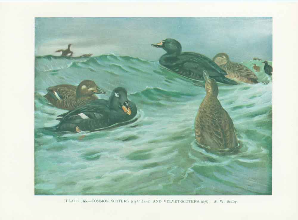 Original Old Vintage Print Scooters 70Yr Bird 1932 A