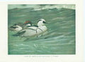 Original Old Vintage Print Smews 70Yr Bird 1932 A
