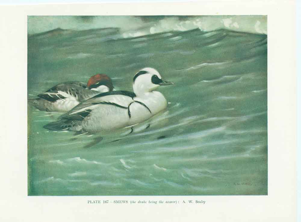 Original Old Vintage Print Smews 70Yr Bird 1932 A