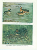 Original Old Vintage Print Red Necked Grebe Bird 1932 A 20th Century