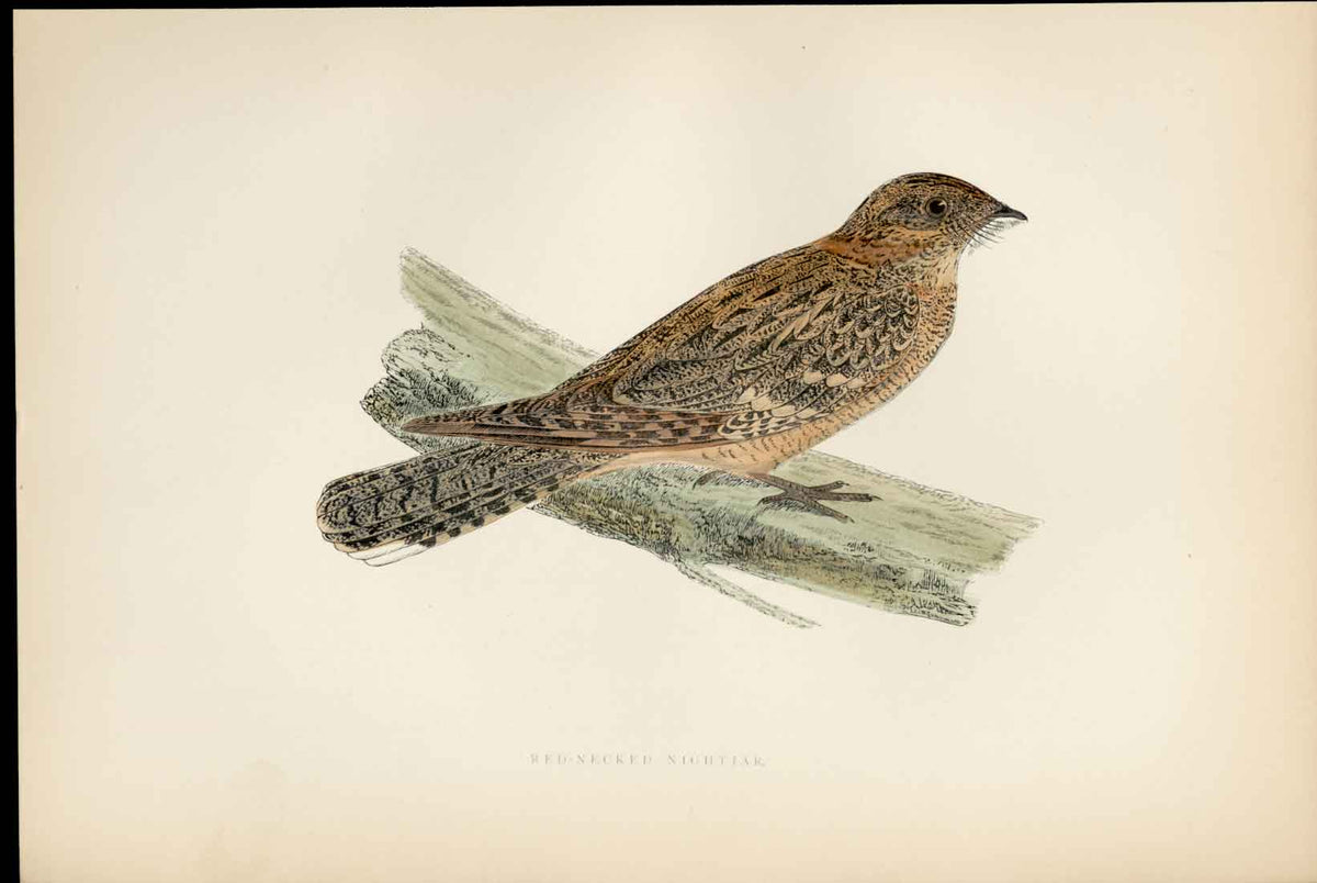 Old Print F O Morris Hand Coloured Birds Egyptian Nightjar Hand Colored A