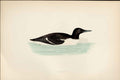 Antique Print F O Morris Hand Coloured Birds Guillimot Hand Colored Birds A