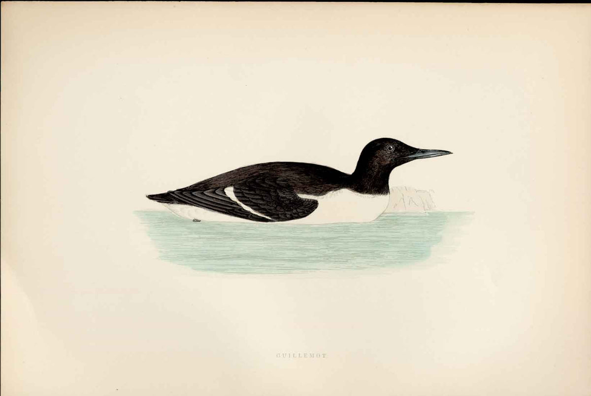 Antique Print F O Morris Hand Coloured Birds Guillimot Hand Colored Birds A