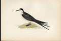 Antique Print F O Morris Hand Coloured Birds Hand Colored Sooty Tern Birds A